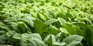 PBNU Soroti Produk Tembakau Alternatif