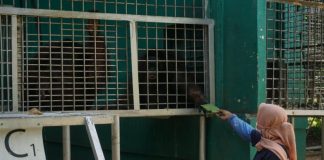 Lima Tahun Asuh Orangutan, Bagai Anak Sendiri