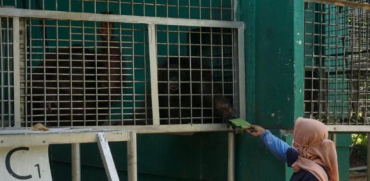 Lima Tahun Asuh Orangutan, Bagai Anak Sendiri