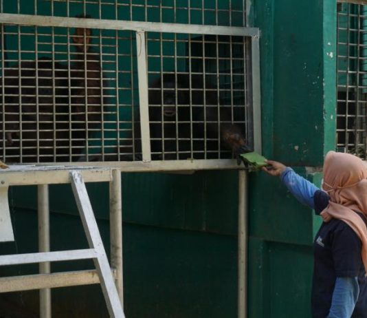 Lima Tahun Asuh Orangutan, Bagai Anak Sendiri