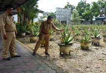 Dorong Aloevera Jadi Penyumbang PAD