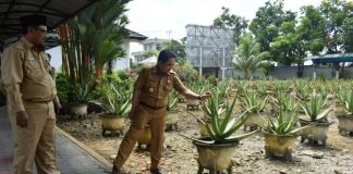 Dorong Aloevera Jadi Penyumbang PAD