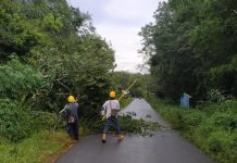 Pohon Karet Hantam Kabel PLN di Sungai Mata-Mata
