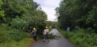 Pohon Karet Hantam Kabel PLN di Sungai Mata-Mata