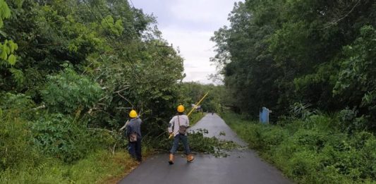 Pohon Karet Hantam Kabel PLN di Sungai Mata-Mata