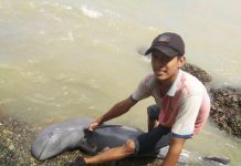 Warga Temukan Bangkai Lumba-Lumba Dibibir Pantai Penibung