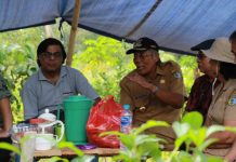 Kembangkan Potensi Budidaya Teh di Sintang