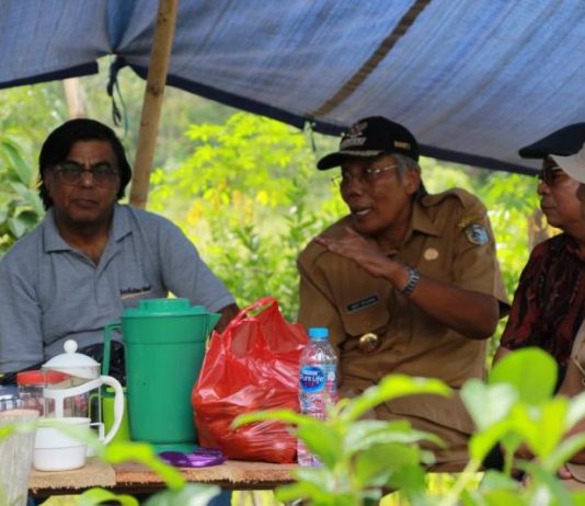 Kembangkan Potensi Budidaya Teh di Sintang