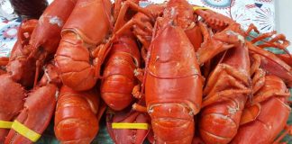 Ekpor Meningkat, Tetap Lanjutkan Budidaya dan Jaga Kelestarian Laut