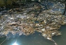 Banyak Ikan Mati, Siapa Cemari Sungai Sambas?