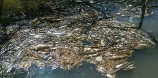 Banyak Ikan Mati, Siapa Cemari Sungai Sambas?