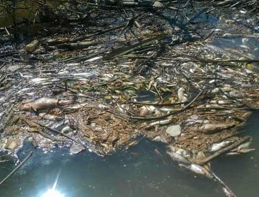 Banyak Ikan Mati, Siapa Cemari Sungai Sambas?