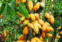 Kakao Indonesia Berpeluang Rambah Pasar Uni Eropa