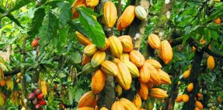 Kakao Indonesia Berpeluang Rambah Pasar Uni Eropa