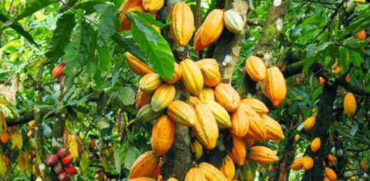 Kakao Indonesia Berpeluang Rambah Pasar Uni Eropa