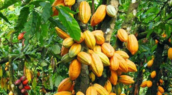 Kakao Indonesia Berpeluang Rambah Pasar Uni Eropa