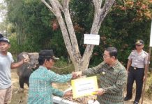 Pemkab Sekadau Bagikan 9 Ekor Sapi Kurban