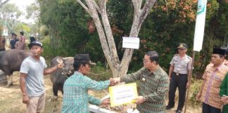 Pemkab Sekadau Bagikan 9 Ekor Sapi Kurban