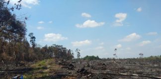 605 Titik Api di Kalbar, Udara Pontianak pun Sangat Buruk