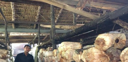 Kisah Warga Parit Baru Mendulang Rupiah dari Jamur Tiram