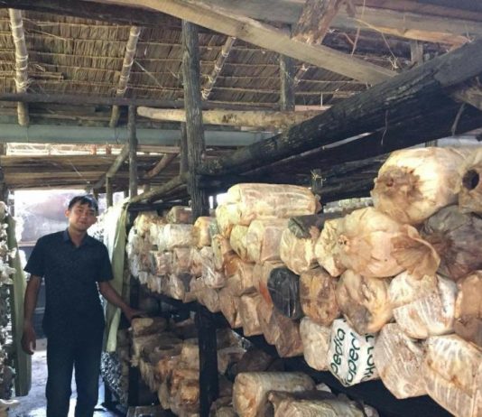 Kisah Warga Parit Baru Mendulang Rupiah dari Jamur Tiram