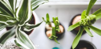 Tanaman Hias Indonesia Tembus Pasar Mancanegara