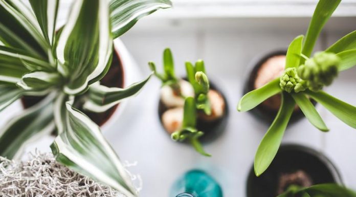 Tanaman Hias Indonesia Tembus Pasar Mancanegara