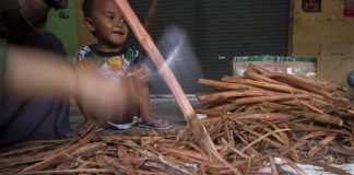 Banyak yang Mengonsumsi Bajakah, Efeknya Beda-Beda