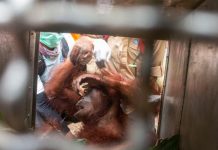 Tak Hanya Manusia, Orangutan pun Menjerit Senada