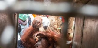 Tak Hanya Manusia, Orangutan pun Menjerit Senada