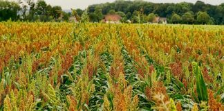 Sorgum Bakal Jadi Pangan Alternatif