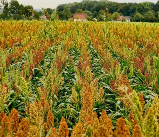 Sorgum Bakal Jadi Pangan Alternatif