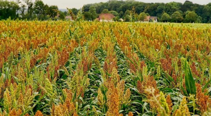 Sorgum Bakal Jadi Pangan Alternatif