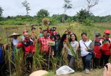 Jaga Kemurnian Varietas Padi Lokal Landak