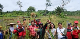 Jaga Kemurnian Varietas Padi Lokal Landak