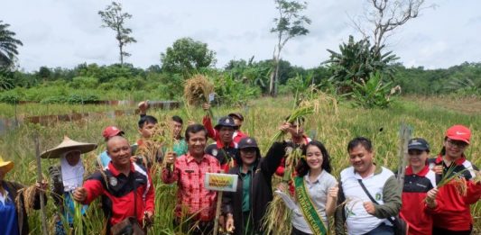 Jaga Kemurnian Varietas Padi Lokal Landak