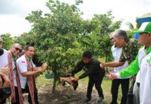 Buah Sulit Dipasarkan, Karet dan Sawit Harus Diremajakan