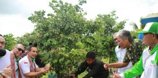 Buah Sulit Dipasarkan, Karet dan Sawit Harus Diremajakan