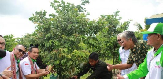 Buah Sulit Dipasarkan, Karet dan Sawit Harus Diremajakan