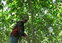 Isu Pelarangan, Kratom Ditinggal Pembeli