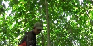Isu Pelarangan, Kratom Ditinggal Pembeli