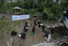 PLN Tanam 5000 Mangrove dan 1000 Pohon Produktif di Kawasan Cinta Mangrove Park