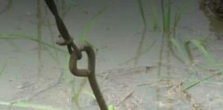 Dua Bocah Tewas Diduga Tersengat Listrik, Orang Tua Tuntut Tanggung Jawab PLN