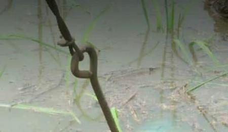 Dua Bocah Tewas Diduga Tersengat Listrik, Orang Tua Tuntut Tanggung Jawab PLN