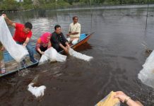Pemkab Kapuas Hulu Akan Bangun Pusat Penangkaran Ikan Berpotensi Langka
