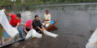 Pemkab Kapuas Hulu Akan Bangun Pusat Penangkaran Ikan Berpotensi Langka