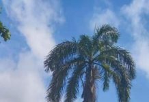 Pohon Palem Ancam Pengendara di Mempawah