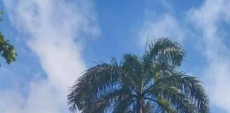 Pohon Palem Ancam Pengendara di Mempawah