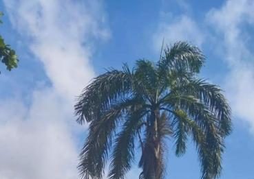 Pohon Palem Ancam Pengendara di Mempawah