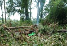 Dua Orang Tewas Tertimpa Pohon, Bupati Sekadau Ingatkan Warga Ancaman Angin Kencang